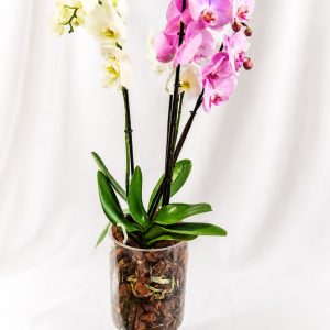 Composición Aura